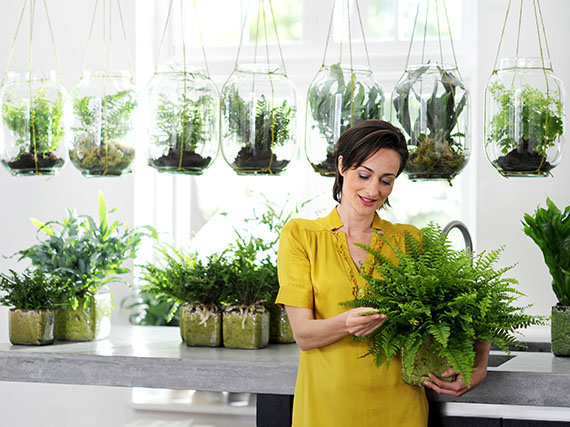 Helechos y cristal, un decorativo ‘mix’
